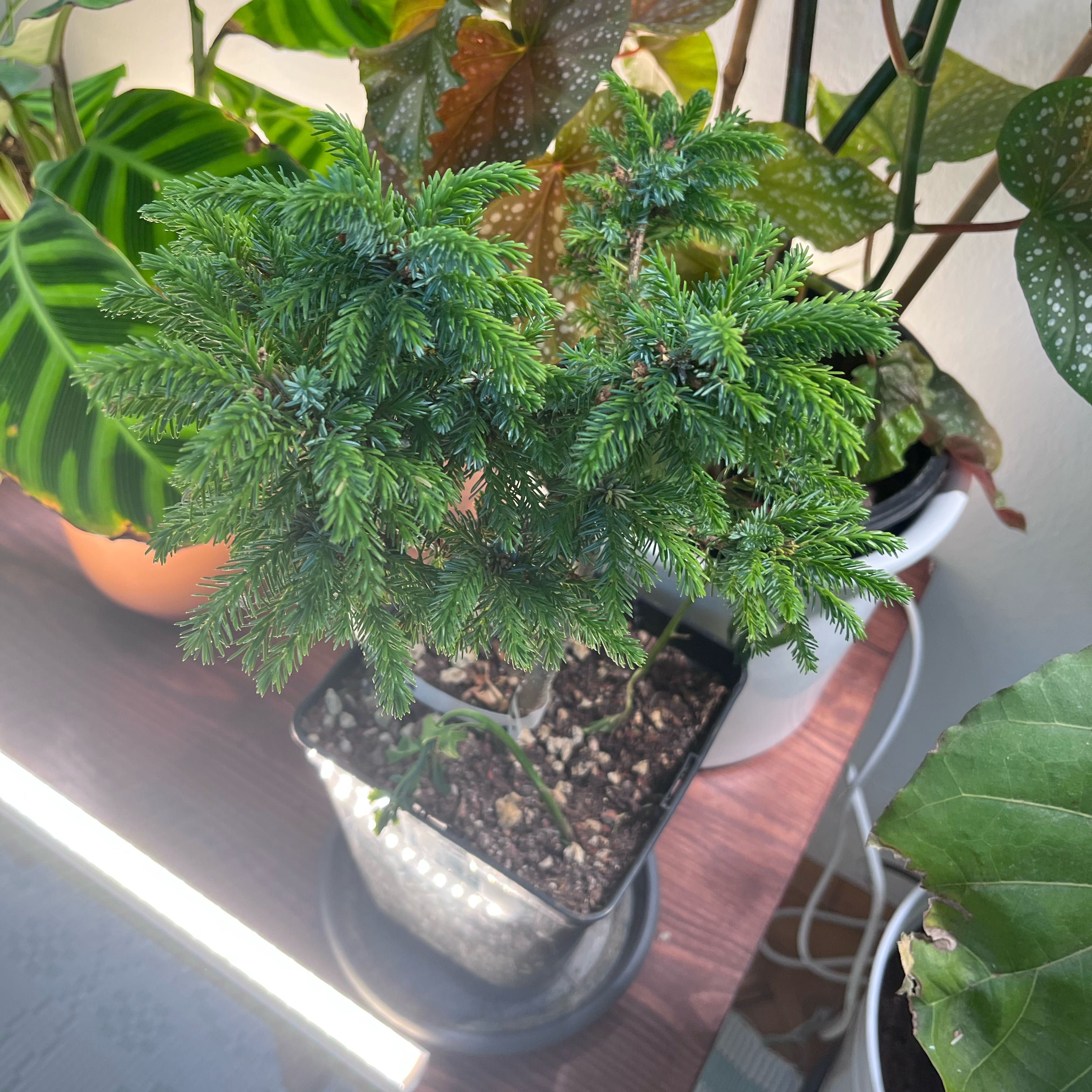 Photo of the plant species Serbian Spruce by @IdealCosmo1 named Emerson on Greg, the plant care app