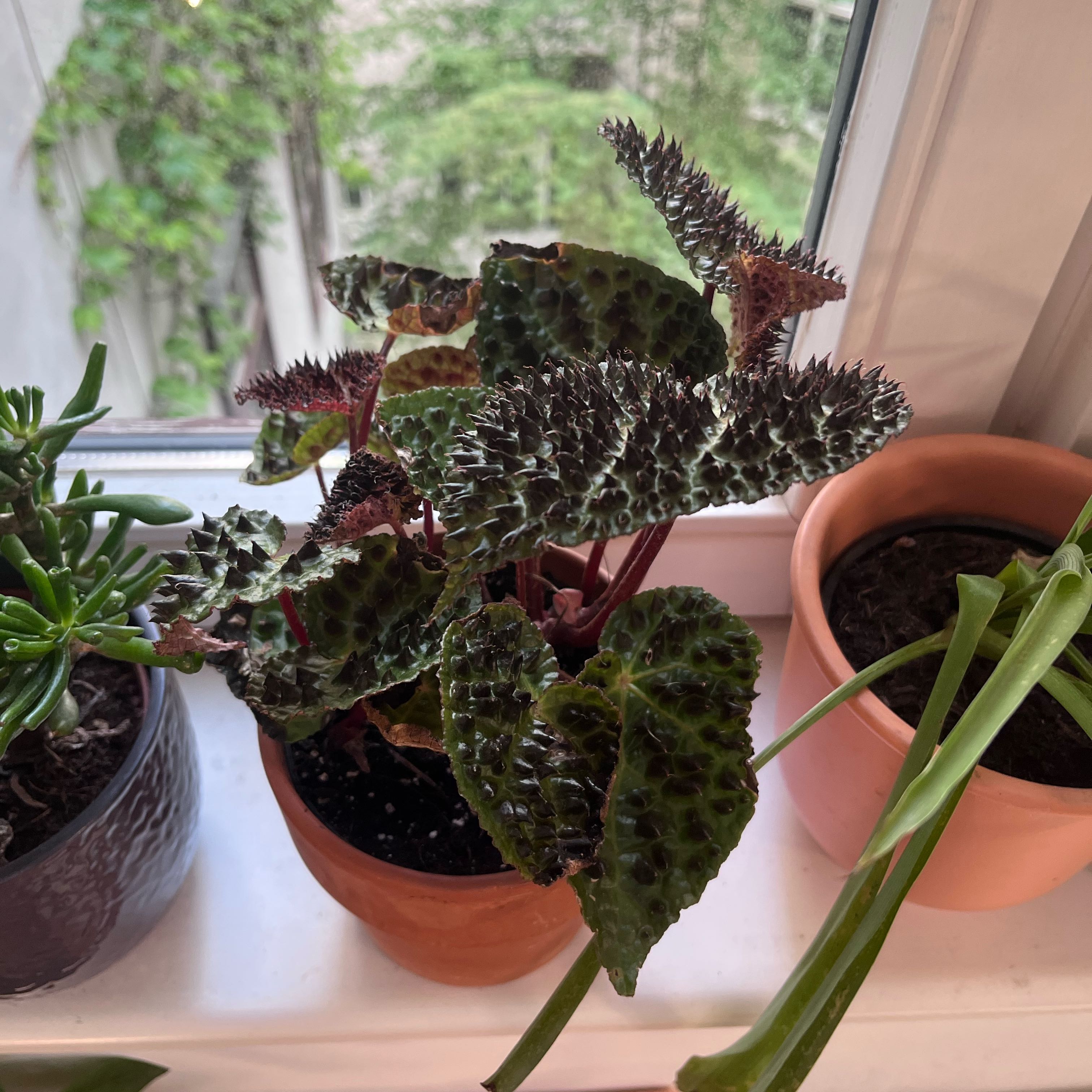 Photo of the plant species Begonia Ferox by @IdealCosmo1 named Marilyn on Greg, the plant care app