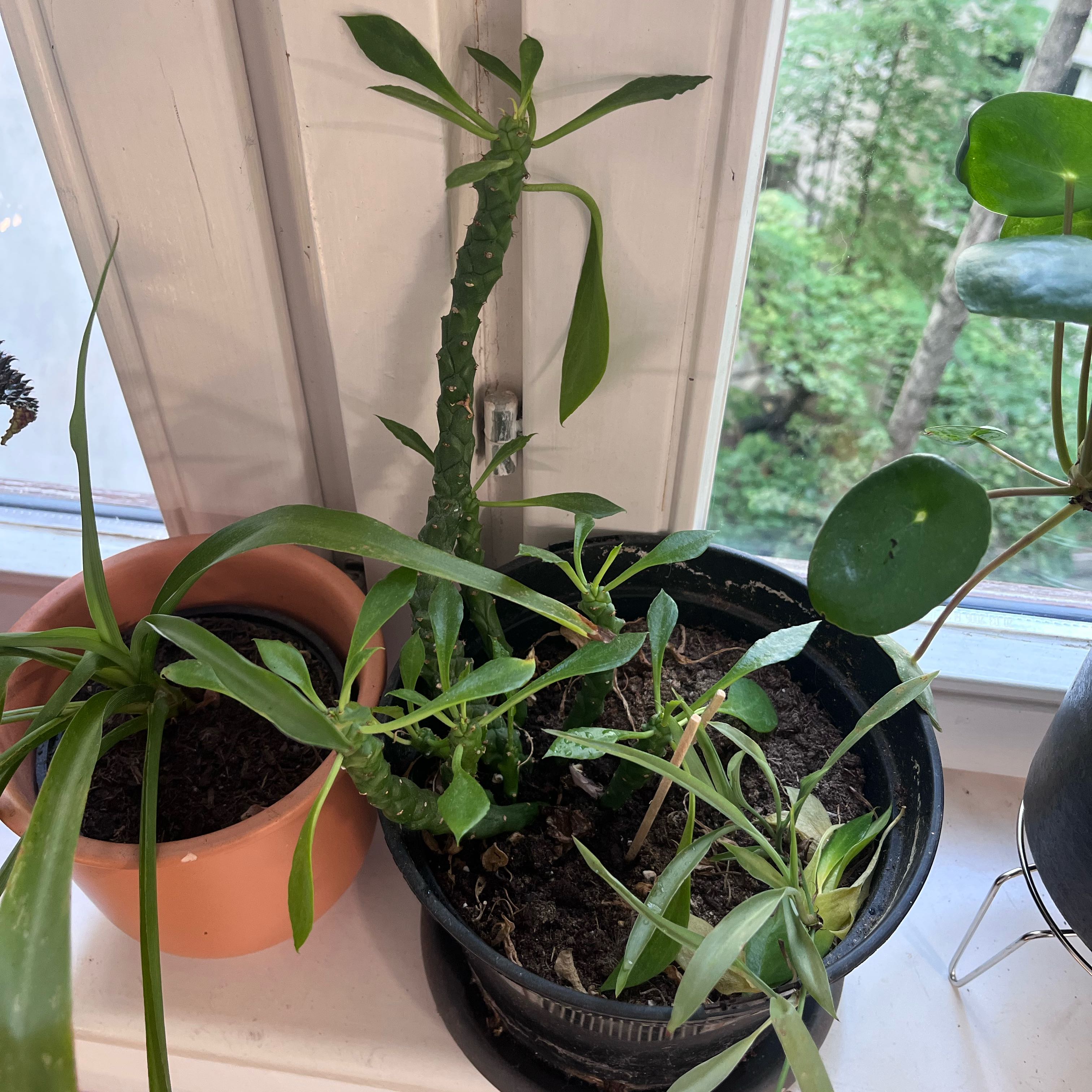 Photo of the plant species Sausage Spurge by @IdealCosmo1 named Walt on Greg, the plant care app