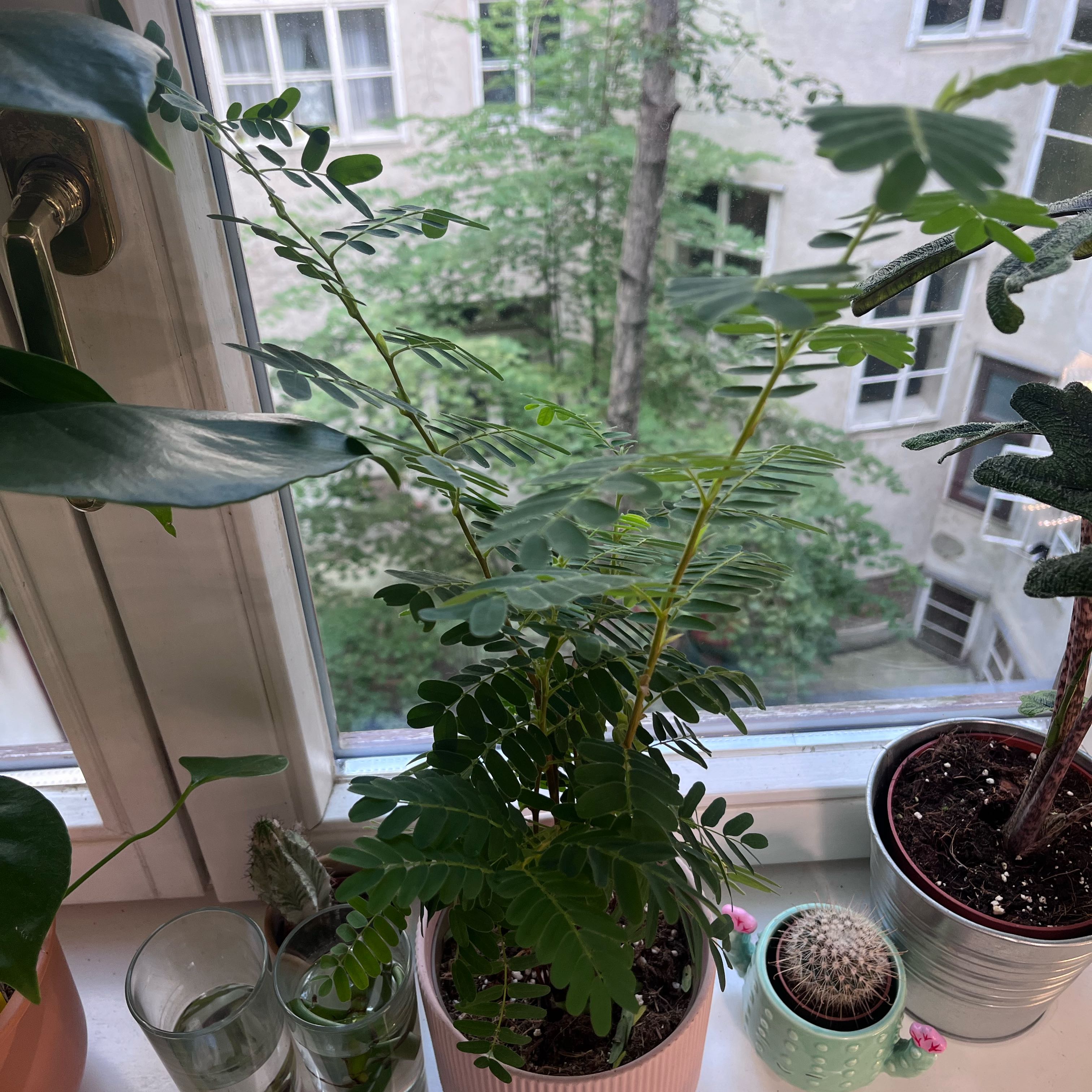Photo of the plant species Tamarind by @IdealCosmo1 named Austen on Greg, the plant care app