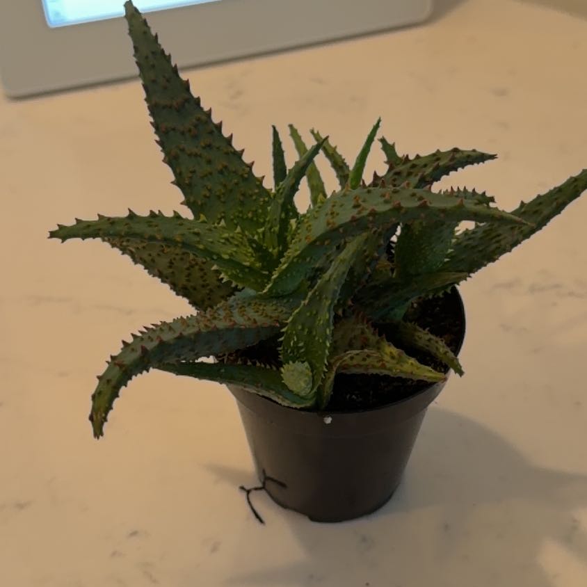 Photo of the plant species Aloe 'AJR' by @UntiringApple76 named Darwin on Greg, the plant care app