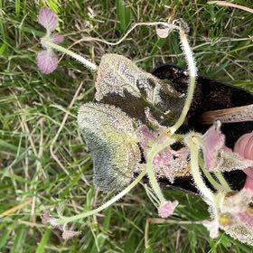 Photo of the plant species Aphid Trap by @FitOxlip97 named Emerson on Greg, the plant care app
