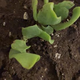 Photo of the plant species Romaines by @FitOxlip97 named Clooney on Greg, the plant care app