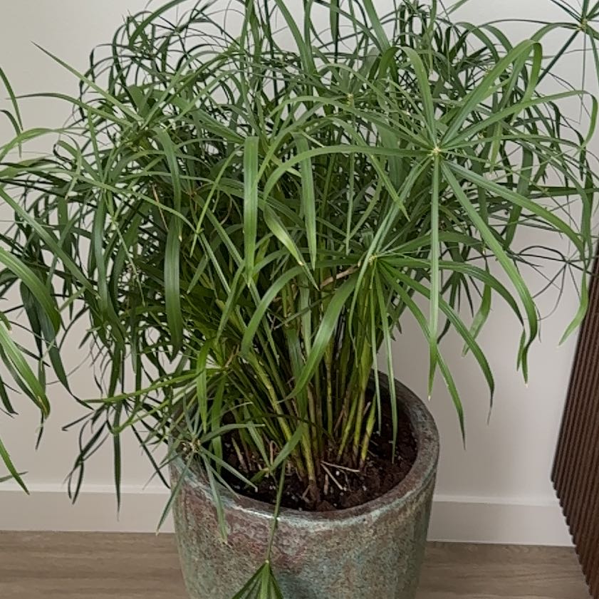 Photo of the plant species Umbrella Papyrus by @YeahAlfalfa35 named Sproutacus on Greg, the plant care app