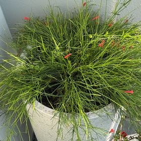 Photo of the plant species Firecracker Plant by @YeahAlfalfa35 named Peter Parker on Greg, the plant care app