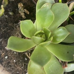 Photo of the plant species San Gabriel River Dudleya by @RichlyWinika80 named Scarlett on Greg, the plant care app