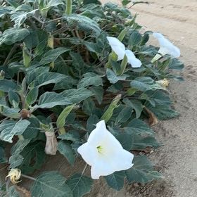 Photo of the plant species Sacred Datura by @VipCandytuft66 named Huckleberry Fern on Greg, the plant care app