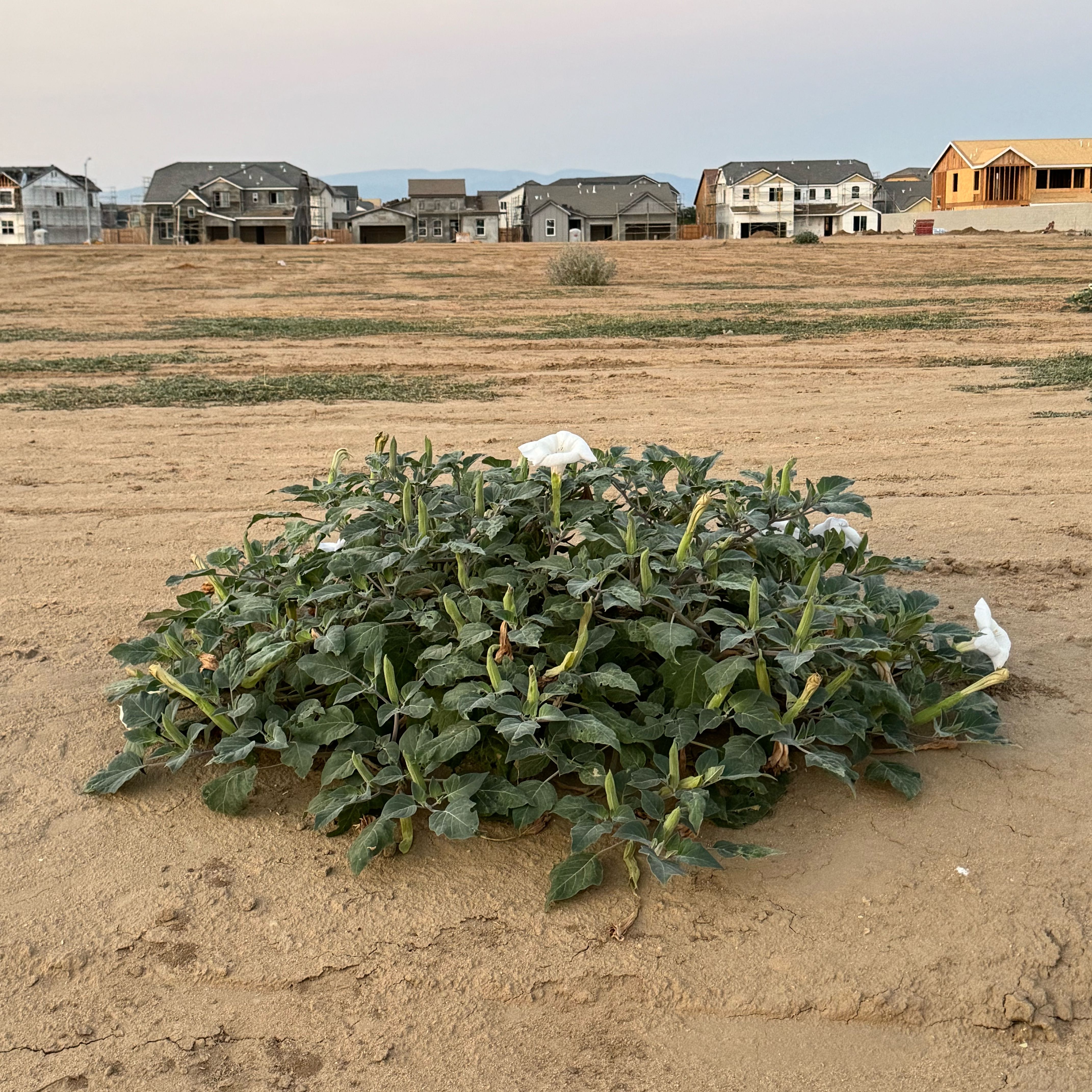 Photo of the plant species Sacred Datura by @VipCandytuft66 named Xena on Greg, the plant care app