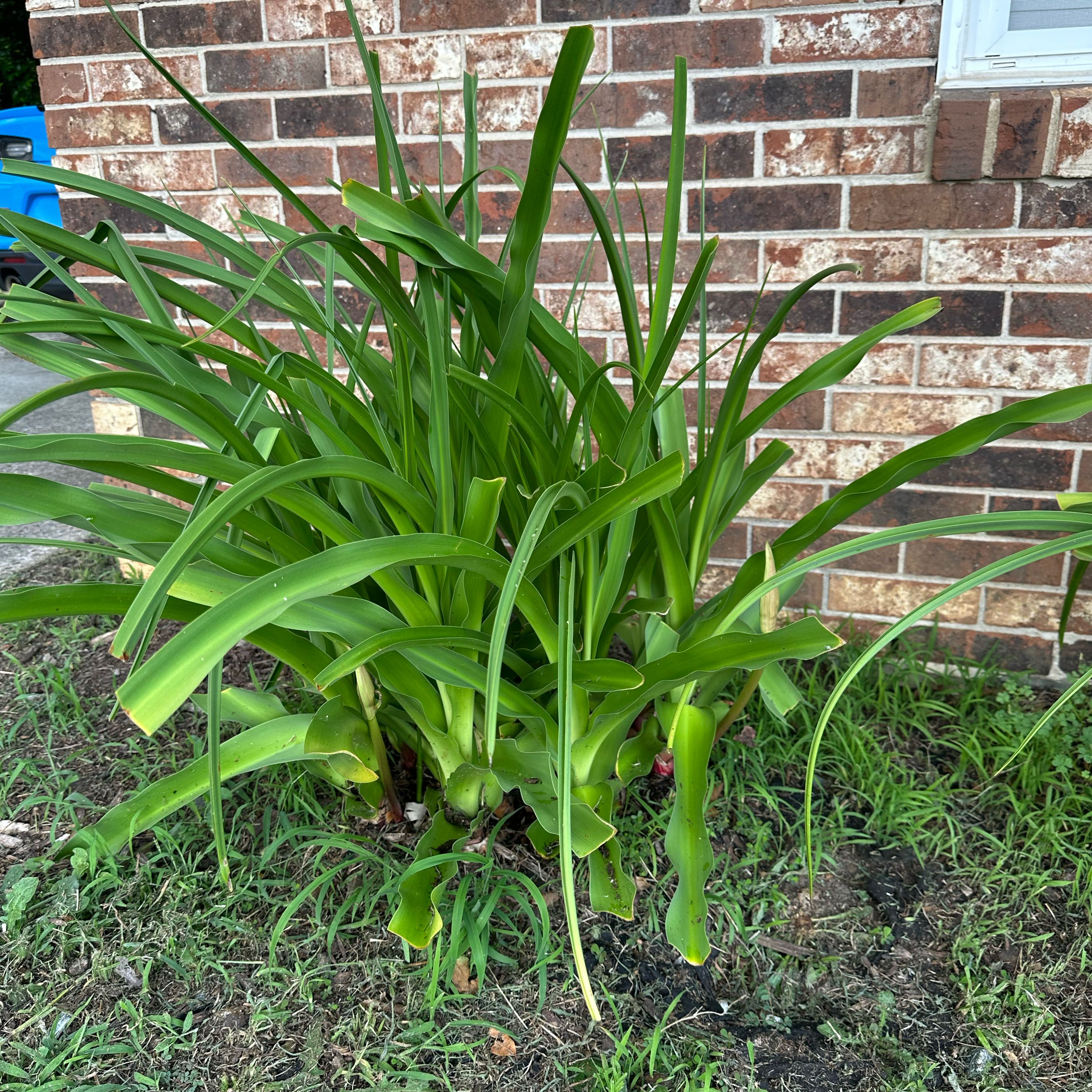Photo of the plant species Blue Lily by @Iluvbigplants named Lily on Greg, the plant care app
