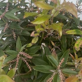 Photo of the plant species Japanese Andromeda by @RichlyBreadnut named Robert Plant on Greg, the plant care app