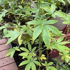 Photo of the plant species Cleome Hassleriana by @KingpinSedge92 named Keanu Leaves on Greg, the plant care app