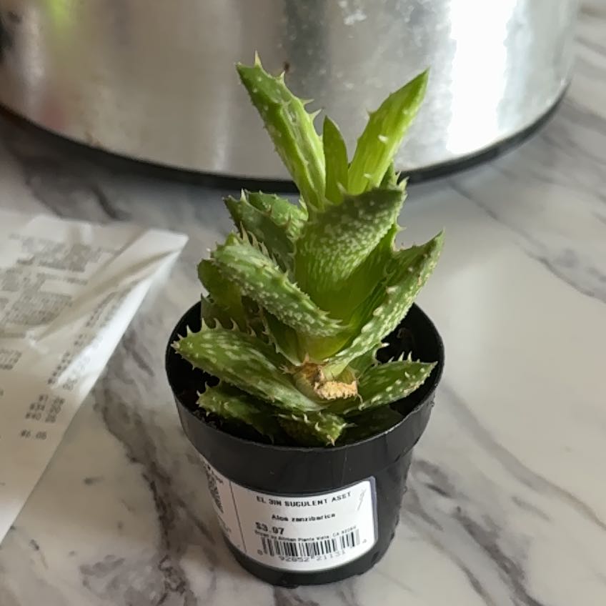 Photo of the plant species Aloe zanzibarica by @RightfulLithop5 named Taylor Swift on Greg, the plant care app