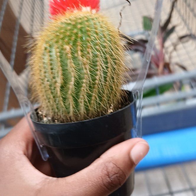 Photo of the plant species Cactus by @QuietDuwei59 named Queen on Greg, the plant care app