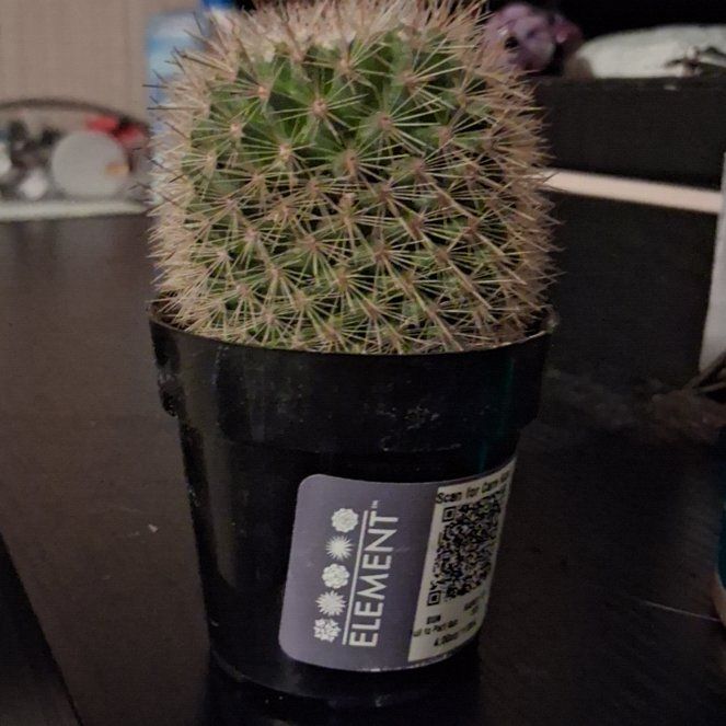 Photo of the plant species Mammillaria densispina by @FlexibleDamiana named Terra on Greg, the plant care app