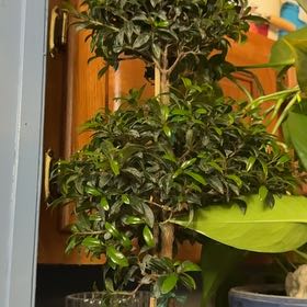 Photo of the plant species Common Myrtle by @SturdyCoccoon66 named Darwin on Greg, the plant care app