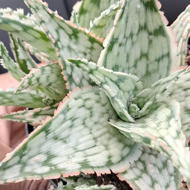 Photo of the plant species Aloe 'Lavender Frost' by @ShapelyMelon70 named Sahara on Greg, the plant care app