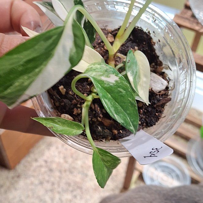 Photo of the plant species Albo Epipremnum Pinnatum by @KeyShallot29 named Sonora on Greg, the plant care app