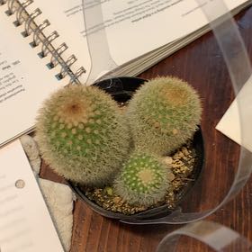 Photo of the plant species Spiny Pincushion Cactus by @FoxyDropwort53 named Forrest on Greg, the plant care app