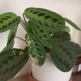 Photo of the plant species red prayer plant by @FoxyDropwort53 named Maratina on Greg, the plant care app