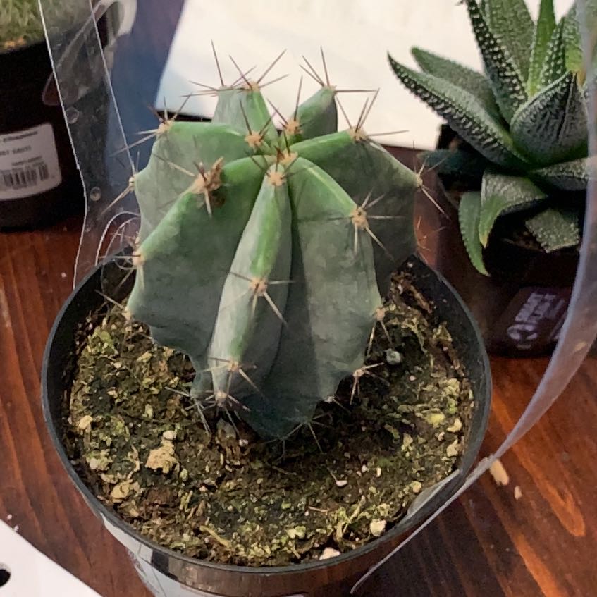 Photo of the plant species Gray Ghost Organ Pipe by @FoxyDropwort53 named Marilyn on Greg, the plant care app