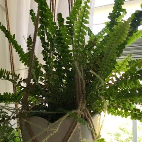 Photo of the plant species Lemon Button Fern by @FoxyDropwort53 named Zestopher on Greg, the plant care app