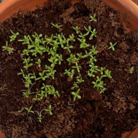 Photo of the plant species Chamomile by @AceBigfoot15 named Camomila  Cabello on Greg, the plant care app