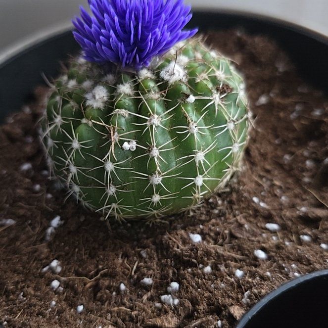 Photo of the plant species Miniature Barrel Cactus by @VividTearose19 named ChloroPhil on Greg, the plant care app