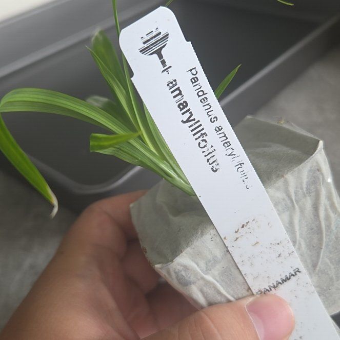 Photo of the plant species Pandan by @SolidSmokebush named Aria on Greg, the plant care app