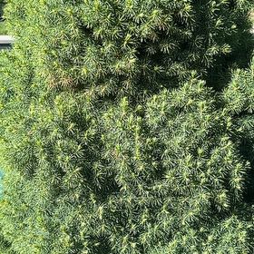 Photo of the plant species English Yew by @AgelesslyRose75 named Clooney on Greg, the plant care app