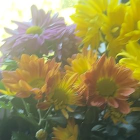 Photo of the plant species Giant Crego Aster by @ZingyRuby94 named Kendall on Greg, the plant care app