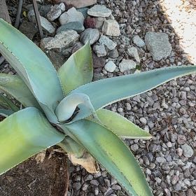 Photo of the plant species False Aloe by @CalmBookaloe24 named Xena on Greg, the plant care app