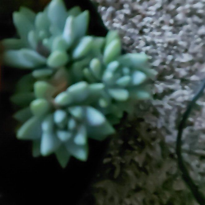 Photo of the plant species Sedeveria by @WinPepino12 named Beyonce on Greg, the plant care app