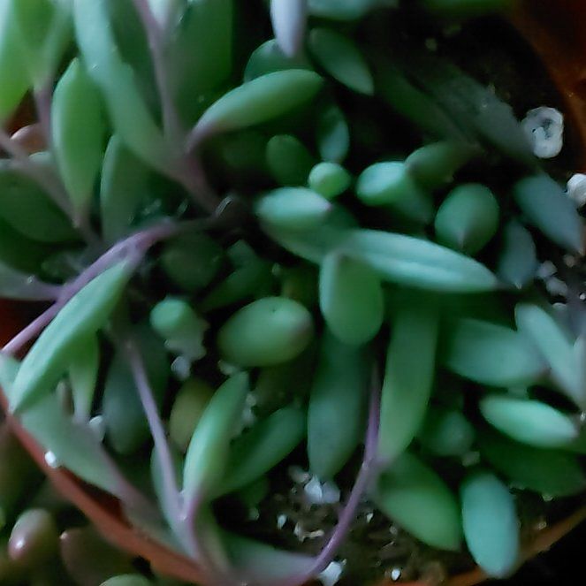 Photo of the plant species Othonna Capensis Ruby Necklace by @WinPepino12 named Sanders on Greg, the plant care app