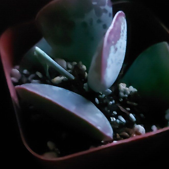 Photo of the plant species Andromischus Triflorus by @WinPepino12 named Stella on Greg, the plant care app