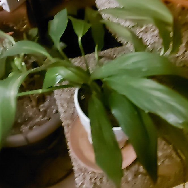 Photo of the plant species Pothos amplifolia by @WinPepino12 named Zeus on Greg, the plant care app