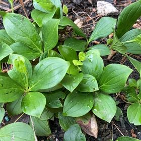 Photo of the plant species Bunchberry by @SportyChainfern named Kardashian on Greg, the plant care app