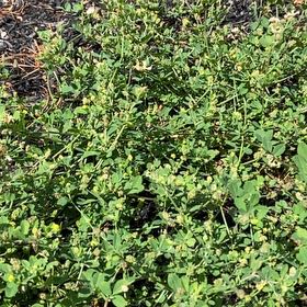 Photo of the plant species Black Medick by @SportyChainfern named Lavender on Greg, the plant care app