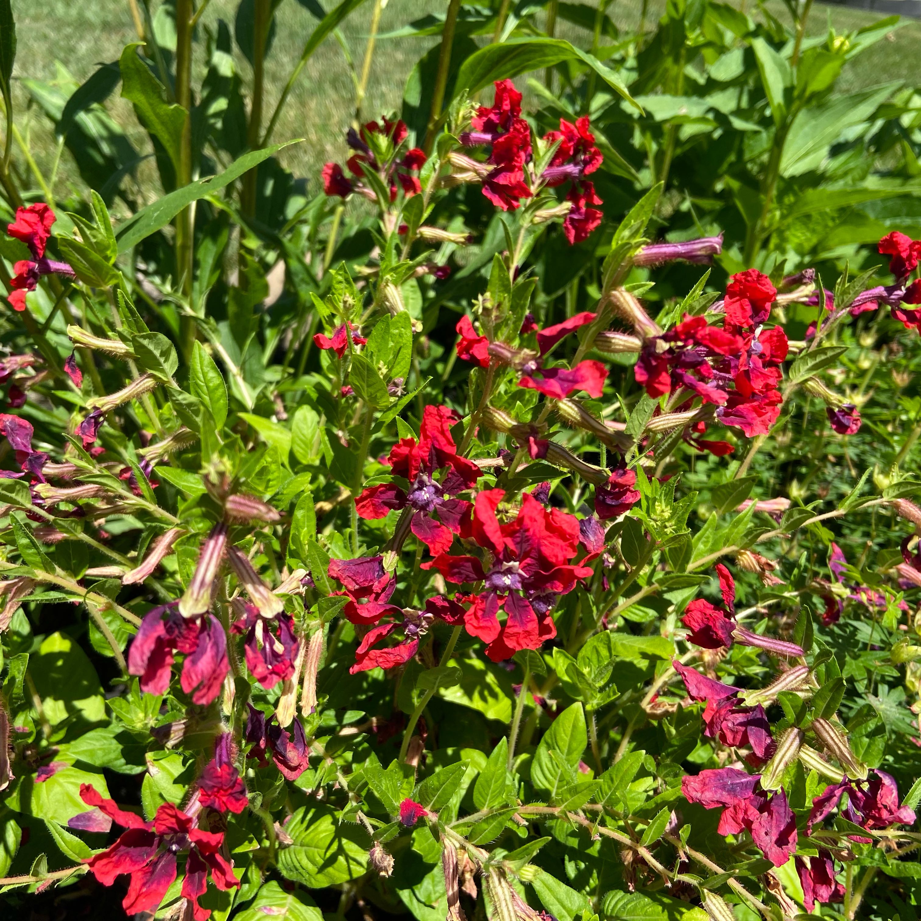 Photo of the plant species Brompton Stock by @SportyChainfern named Pax on Greg, the plant care app