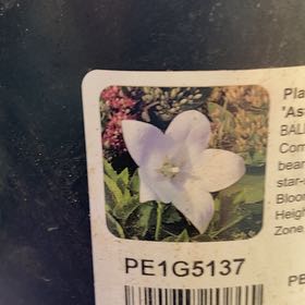 Photo of the plant species Balloon-Flower by @SportyChainfern named Spike Leaves on Greg, the plant care app