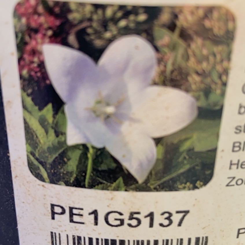 Photo of the plant species Balloon-Flower by @SportyChainfern named Nithin on Greg, the plant care app