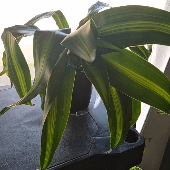 Photo of the plant species Exotic Angel Plant by @HeadFern26 named Dolores on Greg, the plant care app