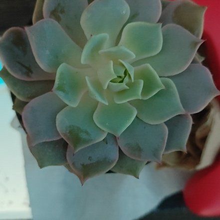 Photo of the plant species Angel Kissed by @LordlyMira52 named Susan on Greg, the plant care app