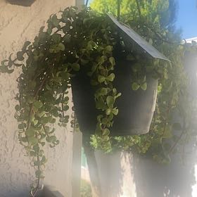 Photo of the plant species Portulacaria afra 'Prostrata' by @TopLlavea47 named Forrest on Greg, the plant care app