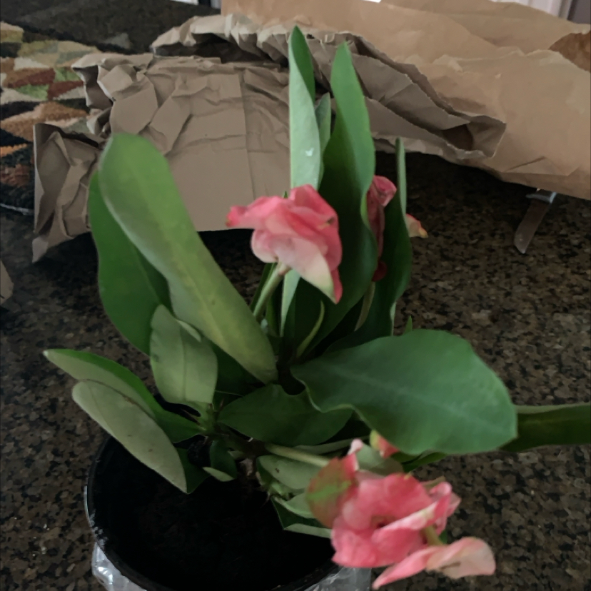 Photo of the plant species Balsam by @GutsyAtom44 named Drake on Greg, the plant care app