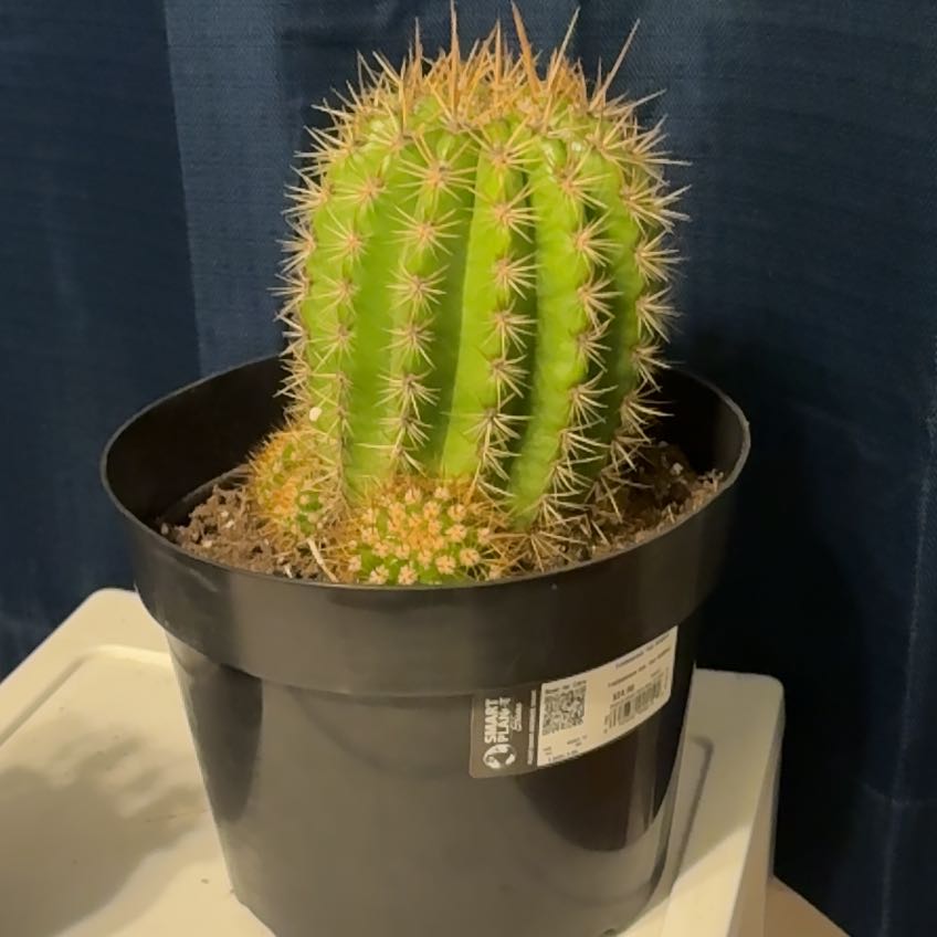 Photo of the plant species Trichocereus 'Sun Goddess' by @BriskNeem47 named Zane on Greg, the plant care app