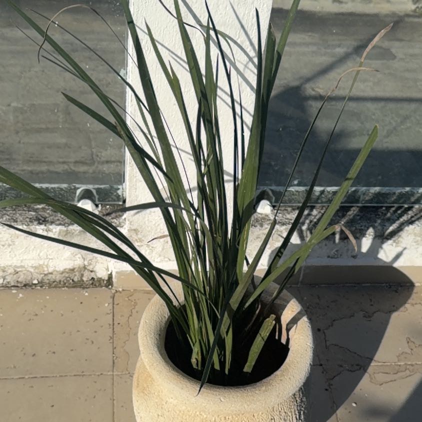 Photo of the plant species Chinese Chives by @SassyMum52 named Tree Diddy on Greg, the plant care app