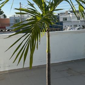 Photo of the plant species Adonidia Merrillii by @SassyMum52 named Kerpis on Greg, the plant care app