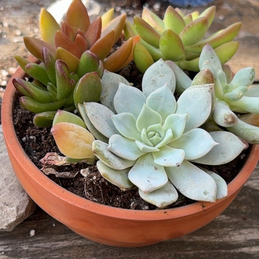 Photo of the plant species Assorted Succulents by @GuardianDodder0 named Reighn on Greg, the plant care app