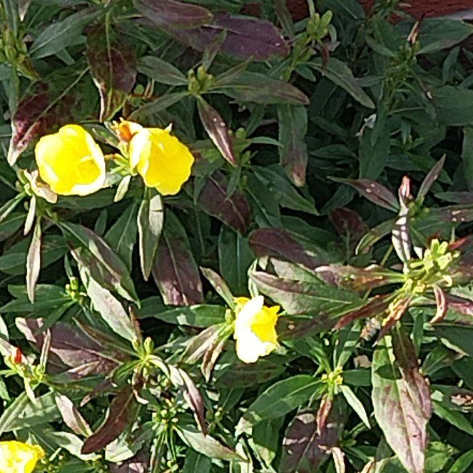 Photo of the plant species Sundrops by @BrawnyAtom5 named Fernie Saunders on Greg, the plant care app