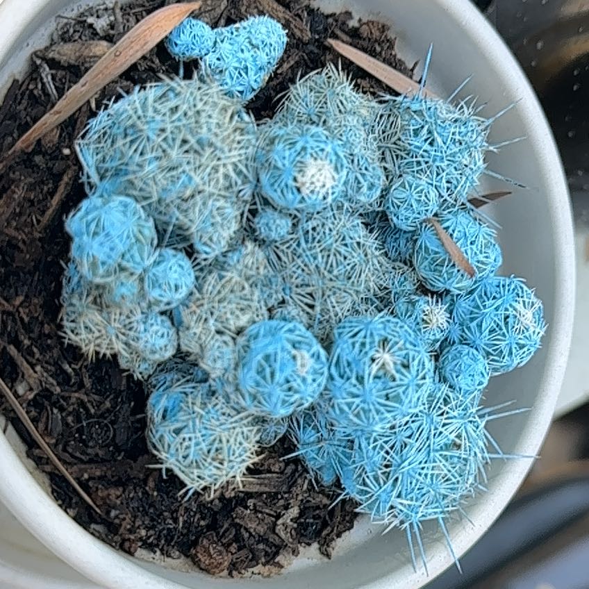 Photo of the plant species Pineapple Cactus by @UnusualSedge0 named Kylie on Greg, the plant care app